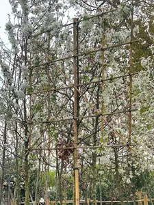 Crab Apple Pleached Tree with Staking Kit - 200cm Stem and 14cm Girth