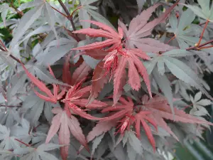 Acer Palmatum Skeeters Broom Japanese Maple Large Tree 5-6ft Supplied in 5 Litre Pot