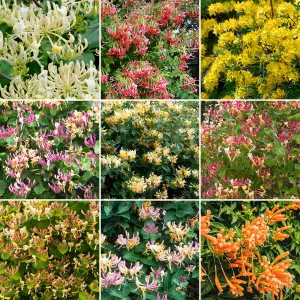 Lonicera Mix - Fragrant Honeysuckle Collection for Climbing and Ground Cover (9cm, Pack of 3)