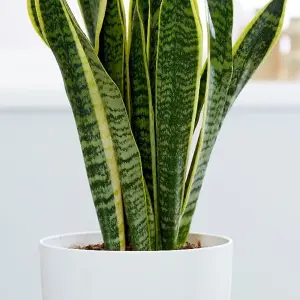 Sansevieria Laurentii - Air Purifying Indoor Plant with Variegated Foliage, Ideal for Beginners (30-40cm Height Including Pot)