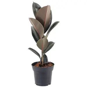 Ficus Abidjan - Indoor Houseplant in 12cm Pot, Home or Office Rubber Plant (30-40cm Height Including Pot)