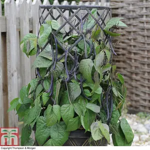 Dwarf Bean Mistic 1 Packet (100 Seeds)