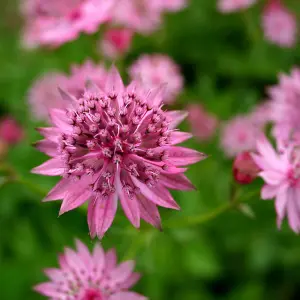 Roma Masterwort Perennials Flowering Plants Astrantia 2L Pot