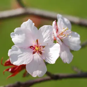 2 x Ornamental Prunus incisa 'Kojo-no-Mai' Fuji Cherry Tree in a 9cm Pot Established Garden Ready Plants for Gardens