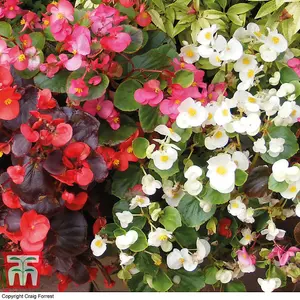 Begonia Sun Shade Mix 1 Seed Packet (2000 Seeds)