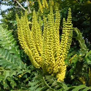 1 x Mahonia Media Charity in 9cm Pot - Evergreen Dense Privacy Outdoor Shrub Plant