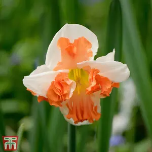 Daffodil (Narcissus) Rainbow Butterflies Mixed 20 bulbs (Size 12/14)