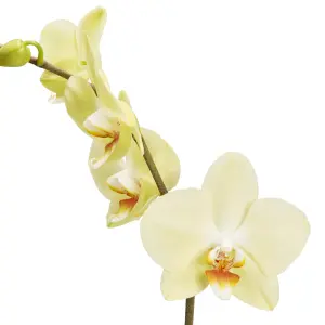 GoodHome Single Stem Moth orchid in Assorted Ceramic Decorative pot 12cm