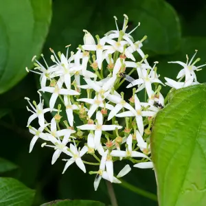 Cornus sanguinea 'Common Dogwood' Bare Root Hedge Hedging Tree Plants (2-3ft, 5 Plants)