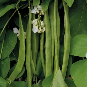 Runner Bean Moonlight 1 Seed Packet (40 Seeds)