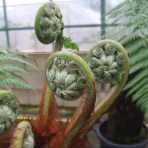 Tree Fern Dicksonia antarctica in a 17cm Pot - Garden Ready Potted Tree Ferns for Gardens and Homes - Exotic Plants for UK Gardens