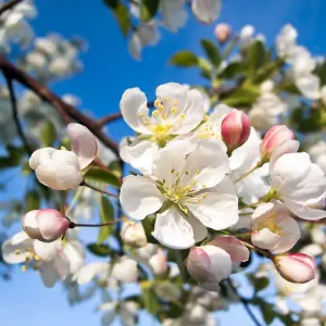 Hedge Crab Apple (Malus sylvestris) 1 Bare Root Plant