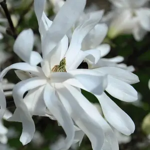 Magnolia Stellata 3 Litre Potted Plant x 1