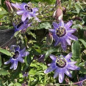 Passiflora Betty Myles Young Garden Plant - Exotic Blooms, Compact Size (20-30cm Height Including Pot)