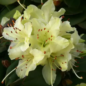 Rhododendron Shamrock (15-25cm Height Including Pot) Garden Plant - Compact Shrub, Pink Blooms