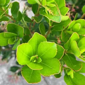 2 x Arbutus unedo Rubra in 9cm Pots - Bushy Evergreen Pink Strawberry Tree Shrub