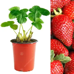 Strawberry Sweetheart - Outdoor Fruit Plants for Gardens, Pots, Containers (9cm Pots, 5 Pack)