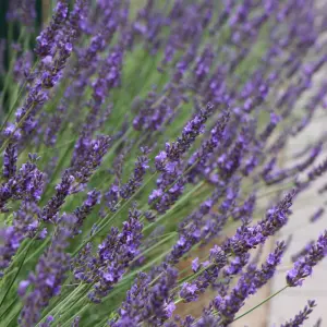 Lavender Lavandula intermedia 'Phenomenal' in a 2L Pot - Costal Plants for Gardens