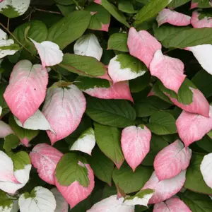 Actinidia Kolomikta Michurin Artic Kiwi Vine Climbing Plant 60cm Cane 3L Pot