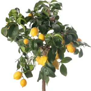 Lemon Tree - Outdoor Fruit Tree, Grow Your Own Tasty Fruits, Ideal Size for UK Gardens in 20cm Pot (2-3ft)