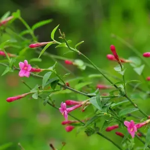 Jasminum beesianum in 12cm Pot - 70cm in Height - Scented Red Jasmine Flowering Plant