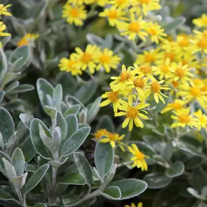 Brachyglottis Sunshine - Outdoor Flowering Shrub, Ideal for UK Gardens, Compact Size (15-30cm Height Including Pot)