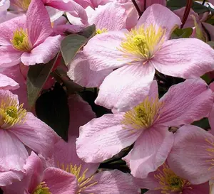 6x Mixed Large Clematis Climbing Plant Selection Pack 3ft Tall Supplied in 3 Litre Pots