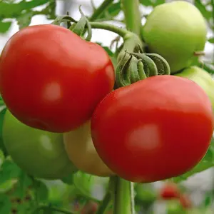 Tomato Super Marmande 1 Seed Packet