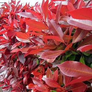 Photinia Red Robin - Vibrant Red Foliage, Fast-Growing Hedging Plants, Easy Care (20-40cm, 5 Plants)