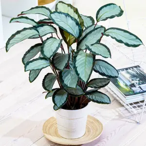 Calathea Picturata - Exotic Foliage, Indoor Houseplant (12cm, 30-40cm)