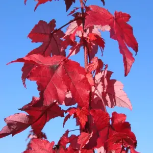 Acer rubrum Redpointe Tree - Stunning Red Foliage, Compact Size, Hardy (5-6ft)