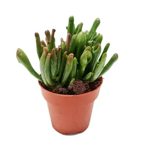 House Plant - Crassula - Hobbit - 8 cm Pot size - 10-20 cm Tall - Crassula Hobbit - Indoor Plant