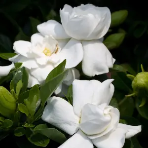 Gardenia jasminoides: Intensely Fragrant White Flowers, Perfect Indoor Ornament (15-25cm)