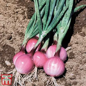 Spring Onion Purplette 1 Seed Packet (250 Seeds)