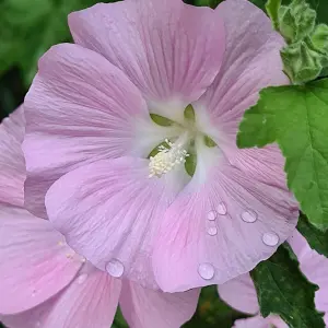 Lavatera Marshmallow Strawberry Cream Established Plant in 9cm Pot