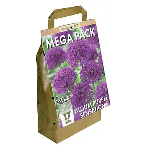 Big Buy Value Pack Allium Bulbs-Purple (17 Bulbs) Bee Friendly