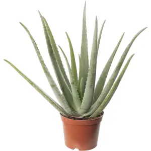 Aloe Vera - Low-Maintenance Indoor Succulent Plant for Home Décor (60-70cm Height Including Pot)