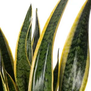 Sansevieria Laurentii - Indoor House Plant for Home Office, Kitchen, Living Room - Potted Houseplant (30-40cm)