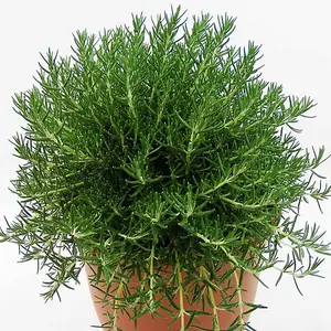 Rosemary 'Roman Beauty' - 3 Litre Potted Plant x 1