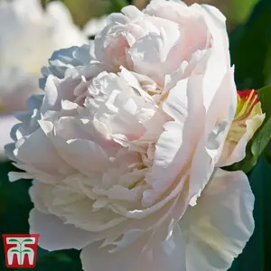 Peony Duchesse de Nemours 1 Bare Root (Size 1/2)