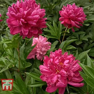 Peony 'Karl Rosenfield' - 3 Bare Root Plants