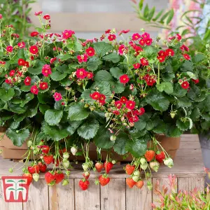 Fruit Strawberry Summer Breeze 9cm Potted Plant x 3