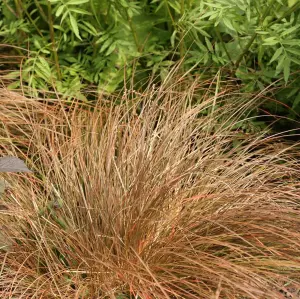 Carex Prairie Fire - Copper Coloured Foliage, Evergreen, Hardy (15-25cm Height Including Pot)