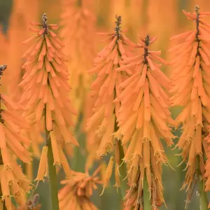 Kniphofia Mango Popsicle Garden Plant - Vibrant Orange Flowers, Compact Size (15-25cm Height Including Pot)