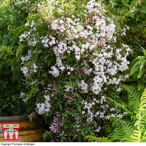 Scented Jasmine - Jasminum x stephanense 'Starry Starry Summer Night' 9cm Potted Plant x 2