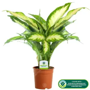 Dieffenbachia 'Camilla' - Lush Foliage Plant for Indoor Environments, Easy Care, Air-Purifying (20-30cm)