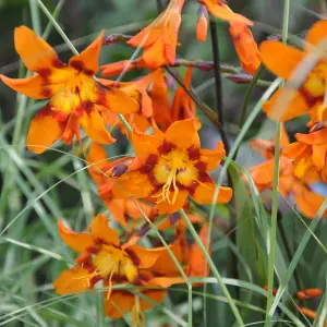 Crocosmia 'Emily McKenzie' in 9cm Pot - Herbaceous Perennial - Ready to Plant