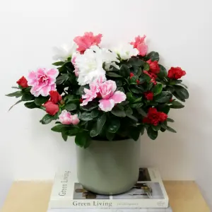 2 x Azalea Carnaval Quattro Indoor Flowering Plant - Live Potted Azalea in 12cm Pots - Easy to Care For Perfect for Gifting