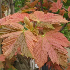 Acer Simon Louis Freres Tree - Unique Red and Green Foliage, Compact Size, Hardy (5-6ft)