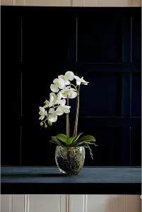 Bloom Artificial Double Phalaenopsis White Orchid Flower in Vase - Faux Fake Realistic Floral Home Decoration - H60cm x W30cm